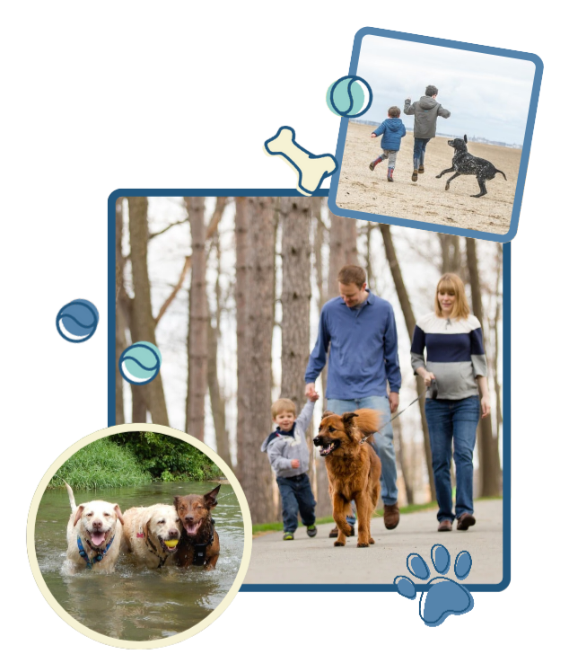 dog training and walking - CoPaws Dog Training - Cabot and Beebe Arkansas