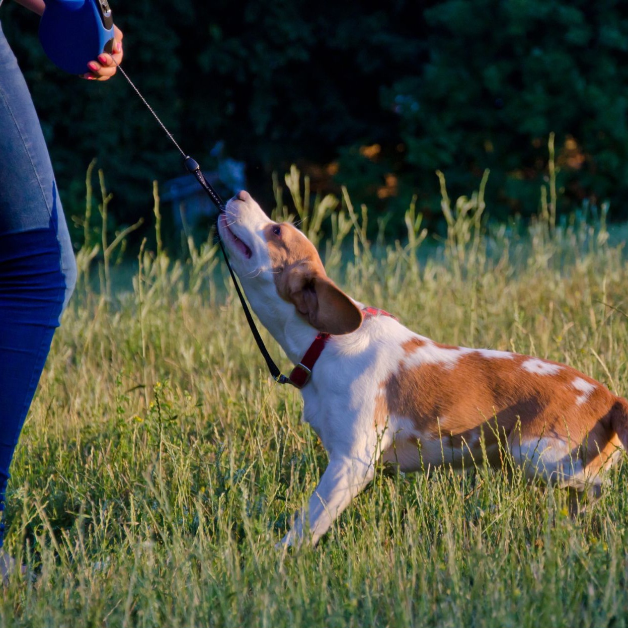 untrained dog pulling no leash - CoPaws Dog Training - Cabot Arkansas dog tugging on leash | CoPaws Dog Training | serving Cabot Arkansas