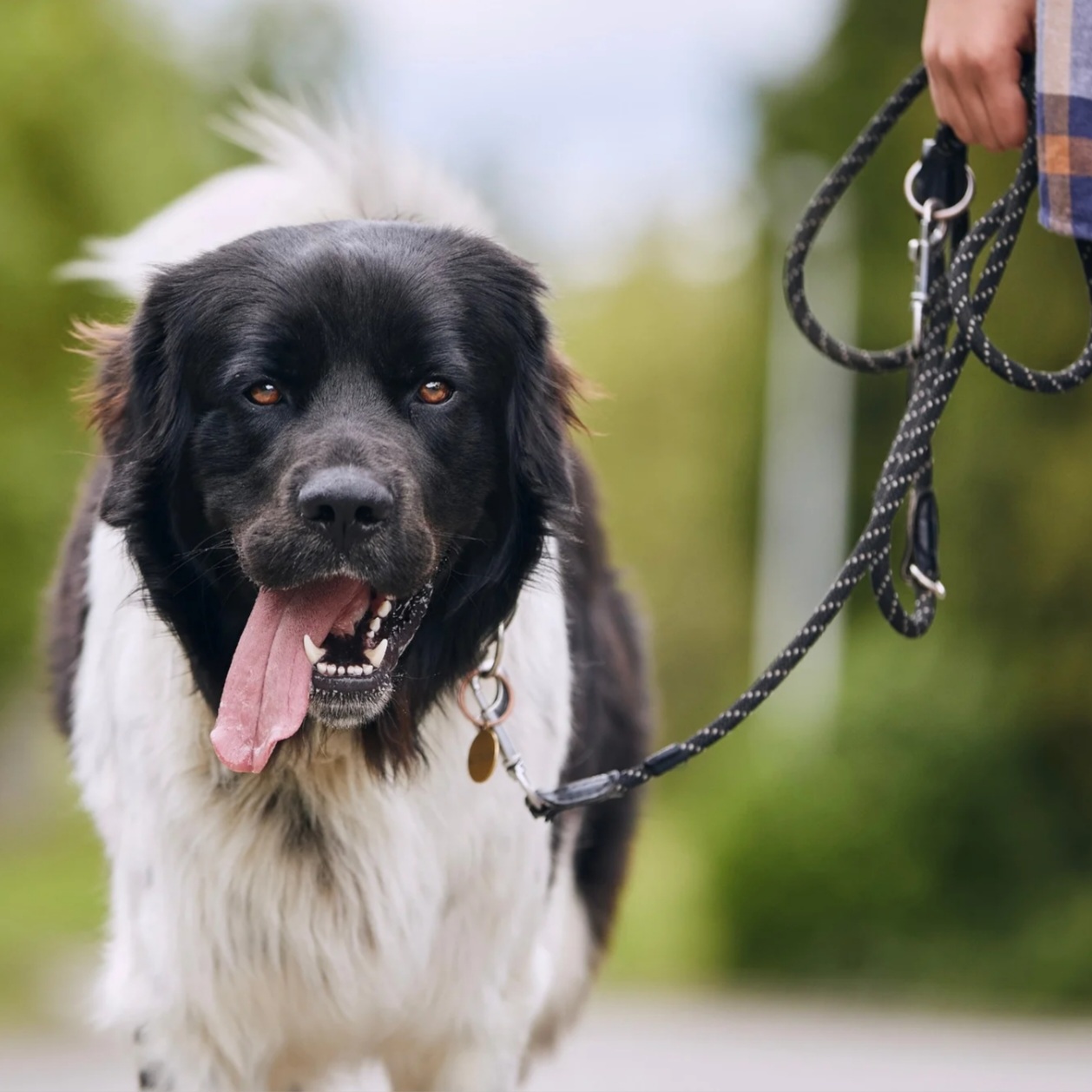 dog walking calmly on leash - CoPaws Dog Training - Cabot Arkansas