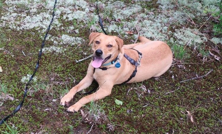 Cannoli | rescue lab mix lying down | CoPaws Dog Training