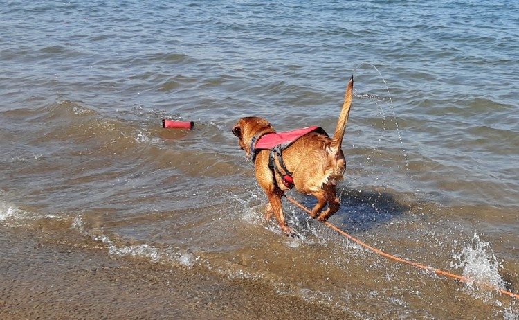 Brody | red labrador playing by lake | CoPaws Dog Training | Cabot Arkansas