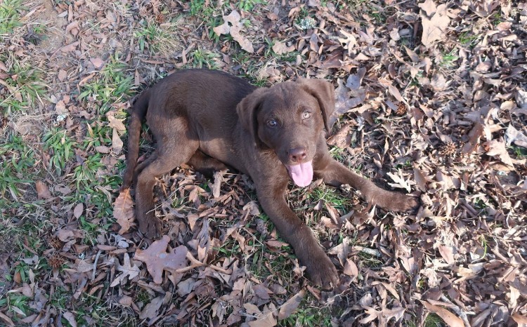 Una | Chesapeake Bay retriever puppy lying down in leaves| CoPaws Dog Training