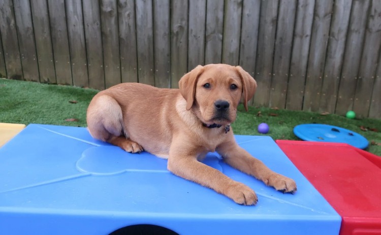 Goose | red labrador practicing down stay in puppy playground | CoPaws Dog Training | Cabot Arkansas