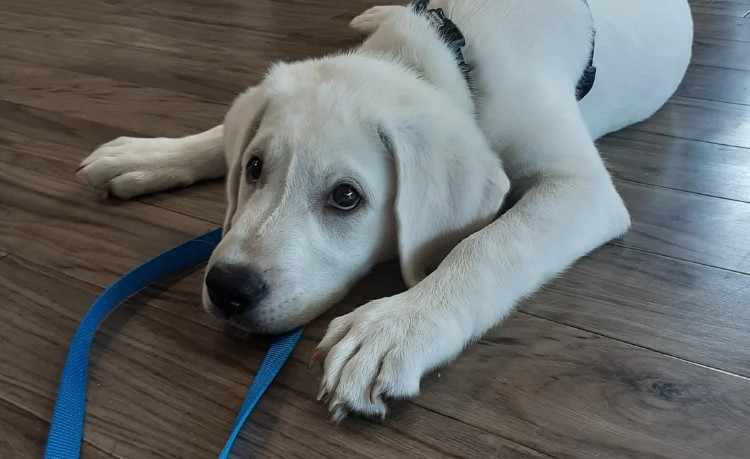 Waffles | Lab puppy settling calmly in tire shop | CoPaws Dog Training