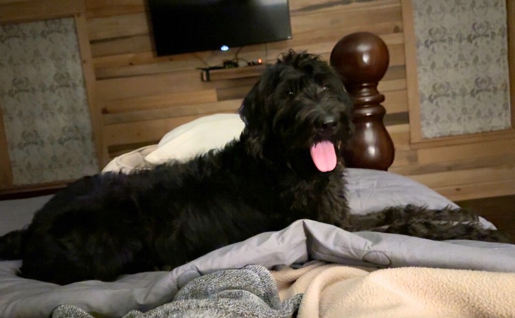 Oakley | Labradoodle relaxed on bed | CoPaws Dog Training