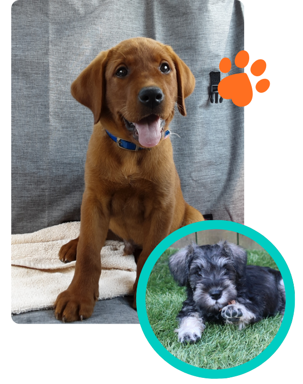 Brody - Lab puppy and Miniature Schnauzer puppy practicing sit and down stay | CoPaws Dog Training | Cabot